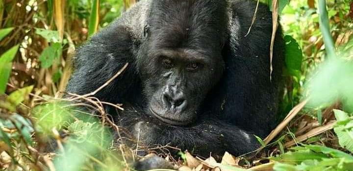 Parc de Kahuzi-Biega : le célèbre gorille Mugaruka est décédé (ICCN)