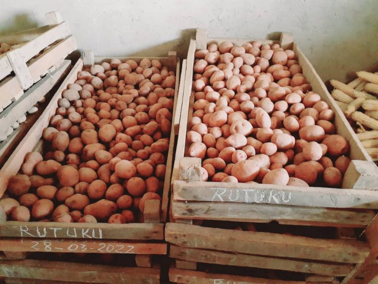 Nord-Kivu : à travers le projet PASA-NK, le centre d’adaptation CAPSA Luotu développe 8 clones et 3 nouvelles variétés de la pomme de terre
