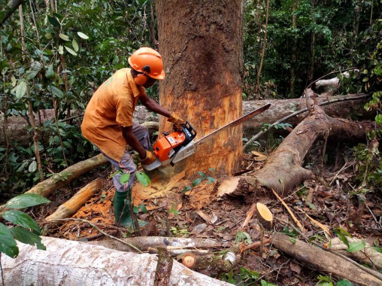 La déforestation dans le bassin du Congo conduit à l’extinction des bois precieux
