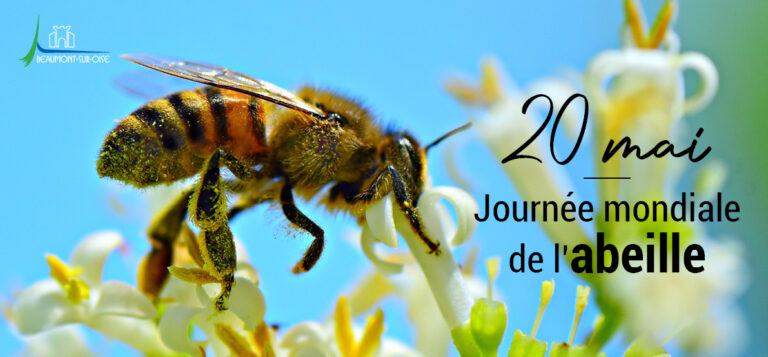 Journée mondiale des abeilles : FAO appelé à prendre des mesures en vue de créer une plateforme mondiale sur les pollinisateurs (en Ethiopie)