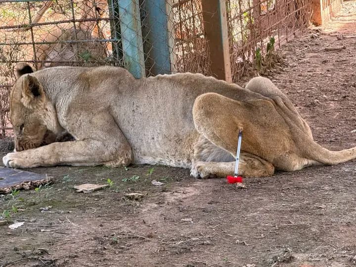 Deux lions s’échappent d’une ferme et sèment la peur à Lubumbashi 