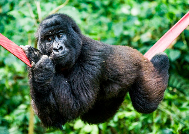 Nord-Kivu : le Parc Nationale des Virunga perd un gorille de montage
