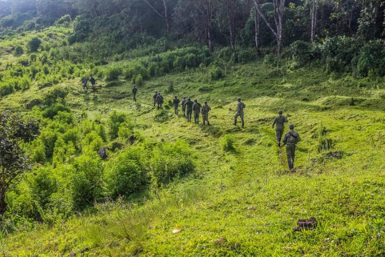 Le Parc National des Virunga sous la menace des rebelles, les M23 soupçonnés (ICCN)
