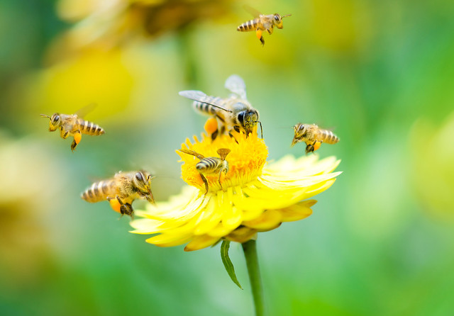 Monde/Nature: l’abeille, un insecte digne de vénération ?