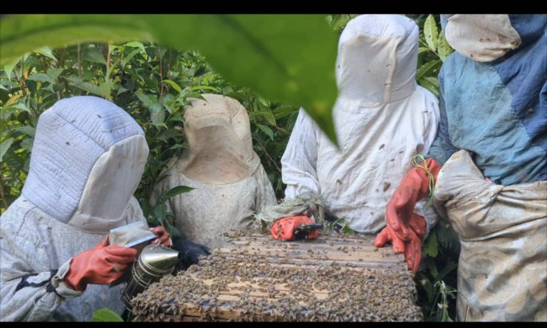 Climat : le dérèglement climatique met à l’épreuve l’apiculture en région de Butembo- Lubero, les ruches sont à sec