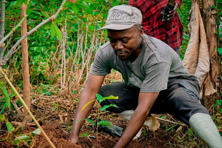RDC : Reboiser avec le cacaoyer, une plante qui soigne la terre et nourrit les familles