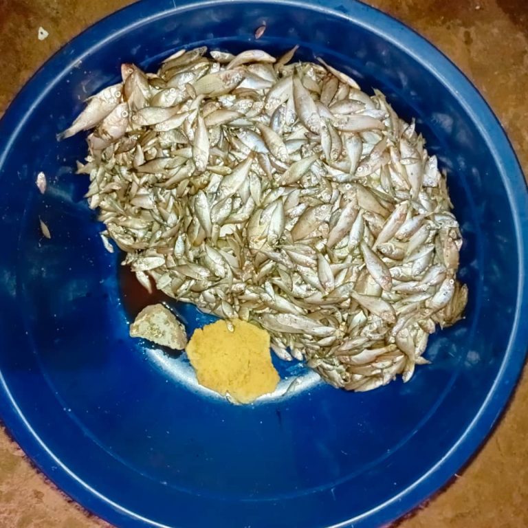 Rivière Ruzizi : la pêche illégale avec filets mailles fines rase les poissons et menace l’écosystème !