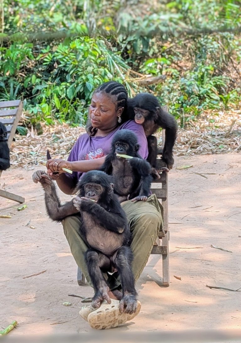 Lola ya Bonobo : Donner une seconde chance aux bonobos du Congo